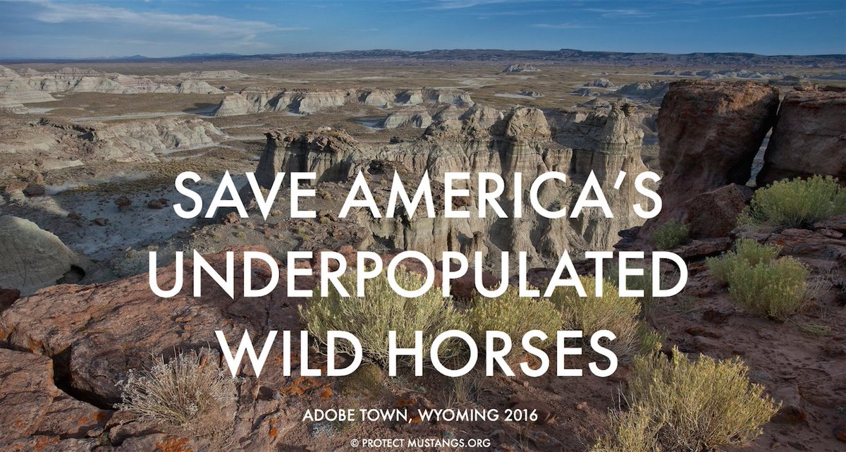 TheAnneNovak's tweet photo. #Pesticide PZP pushed by #horse "advocates" 4 #UNDERPOPULATED #wildhorses @joshfoxfilm @dhlovelife @markboonejunior https://t.co/iSjLWHP41G