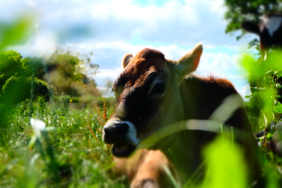 Chilling out after lunch!