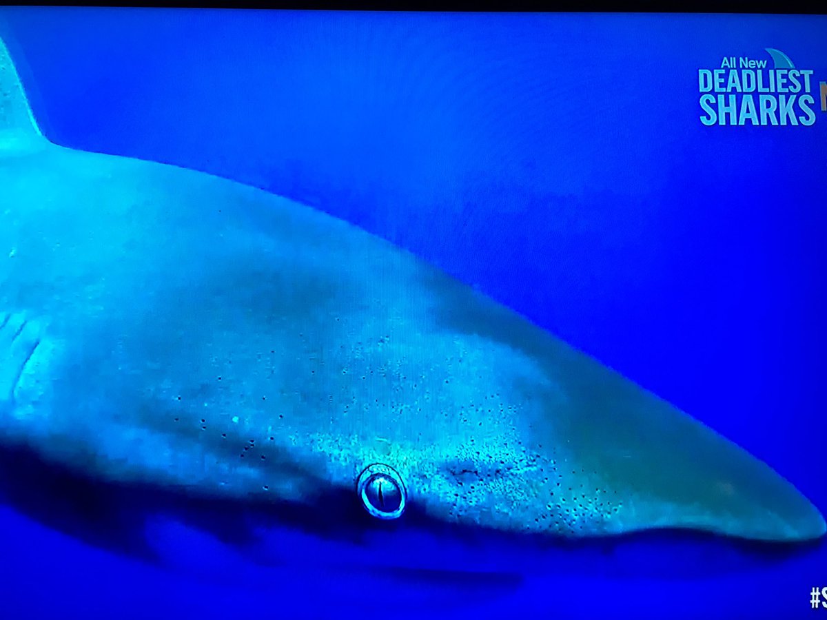 Santa Claus (@BelieveNSanta) / Posts / X