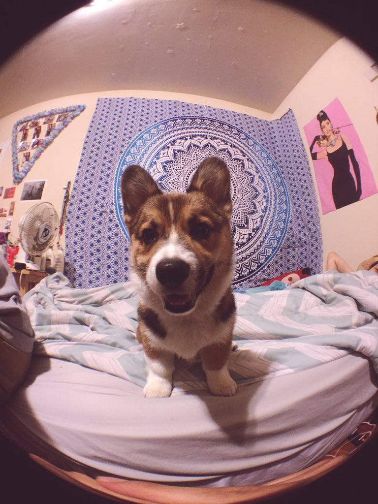 sheilsforreals's tweet photo. 2 more days til I get to attend my first SOCAL CORGI BEACH DAY w my baby!πβοΈππΆ @healthyspot #CBD #corgioverload https://t.co/dlrBLGAlhE