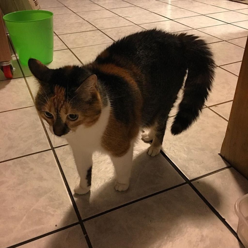 panhia_yang's tweet image. Lillith isn&apos;t too thrilled about our houseguest this weekend. #puffytail ift.tt/299lvND