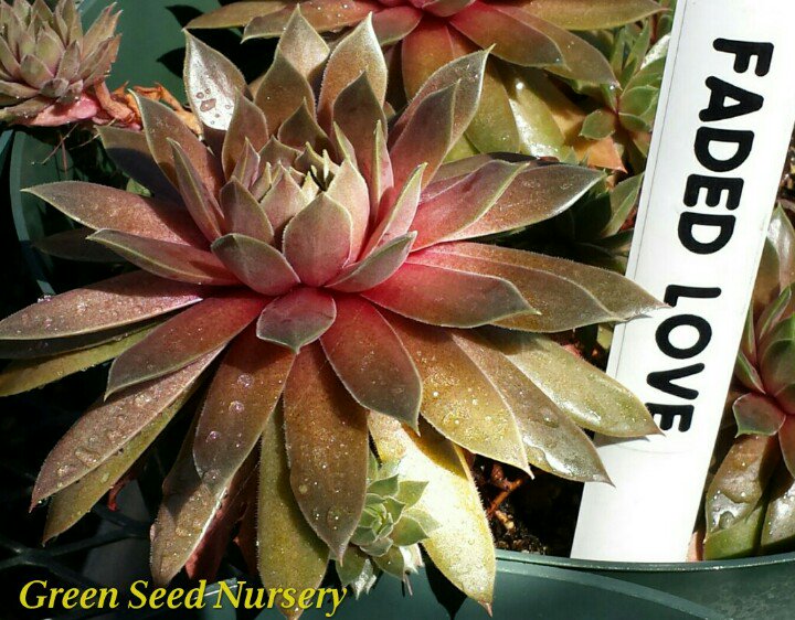 Terry_Chronistr's tweet image. Some plant names are spot on, like this #HenAndChicks, appropriately named Sempervivum Faded Love