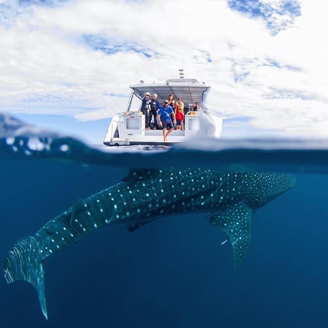'Hey guys, come for a dip, the water's beautiful!' (Photo: @whalesharkdives in @thecoralcoast)