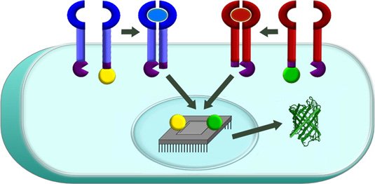 PLOSSynbio's tweet image. Building 'Smart' Cell-Based Therapies buff.ly/29a1FQP #synbio