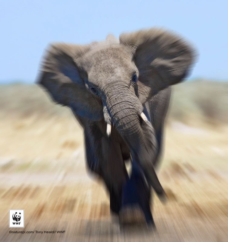 Love 🐘 🐘 🐘 ? → panda.org/selous 
#makeyourmark