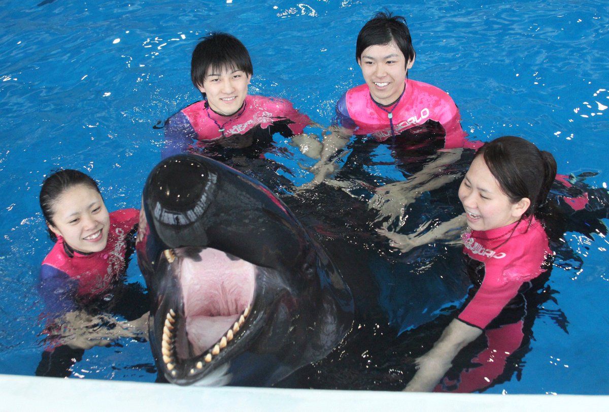 アクアワールド茨城県大洗水族館 Sur Twitter 本日7月1日より イルカ アシカオーシャンライブ が 夏バージョン として変わりました イルカトレーナーが水中に入る 水中ショーも行います 是非見に来て下さいね 詳しくはこちら T Co E2jsbvjxje