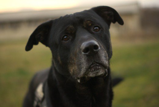 Jack aus Stendal sucht ein Zuhause!

tierheimhelden.de/hund/tierheim-…