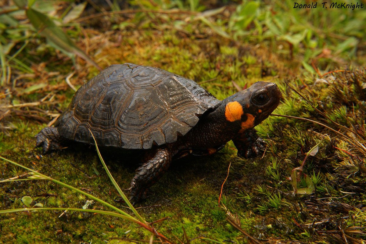 donaldmcknight2's tweet image. The endangered bog turtle (Glyptemys muhlenbergii) #fieldflashback #WildlifePhotography #turtles #conservation