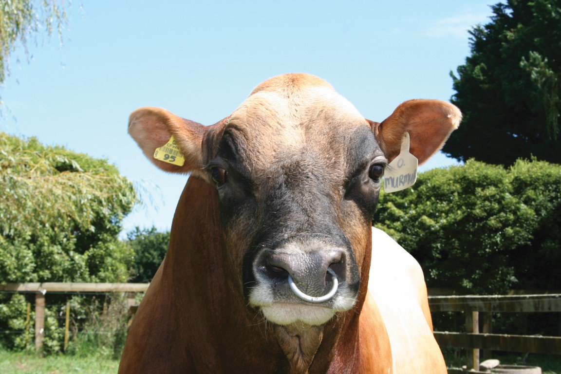 crv_nz's tweet photo. #SadNews Superstar Okura Lika MURMUR is retiring this month #agchatnz #iambreeding https://t.co/d1ehfosQ6N https://t.co/jn0yjW4RcZ