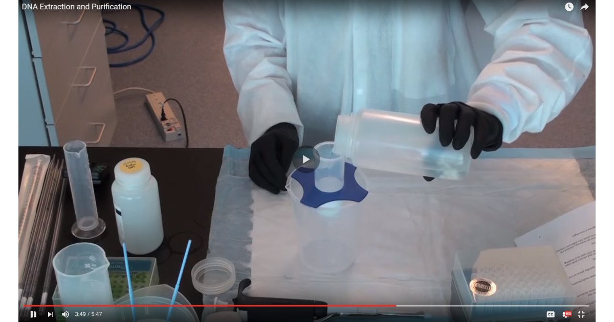 ZAGENOteam's tweet image. Check out this insightful #DNAExtraction and #DNAPurification tutorial! buff.ly/294velS