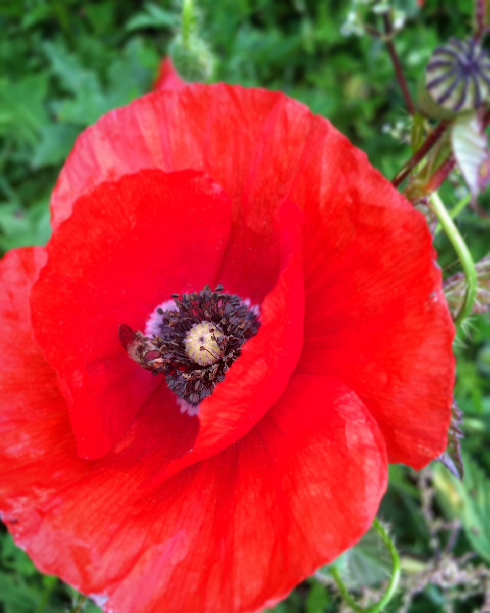 Poshkebab1's tweet image. We will remember them. #WW1 #wewillrememberthem