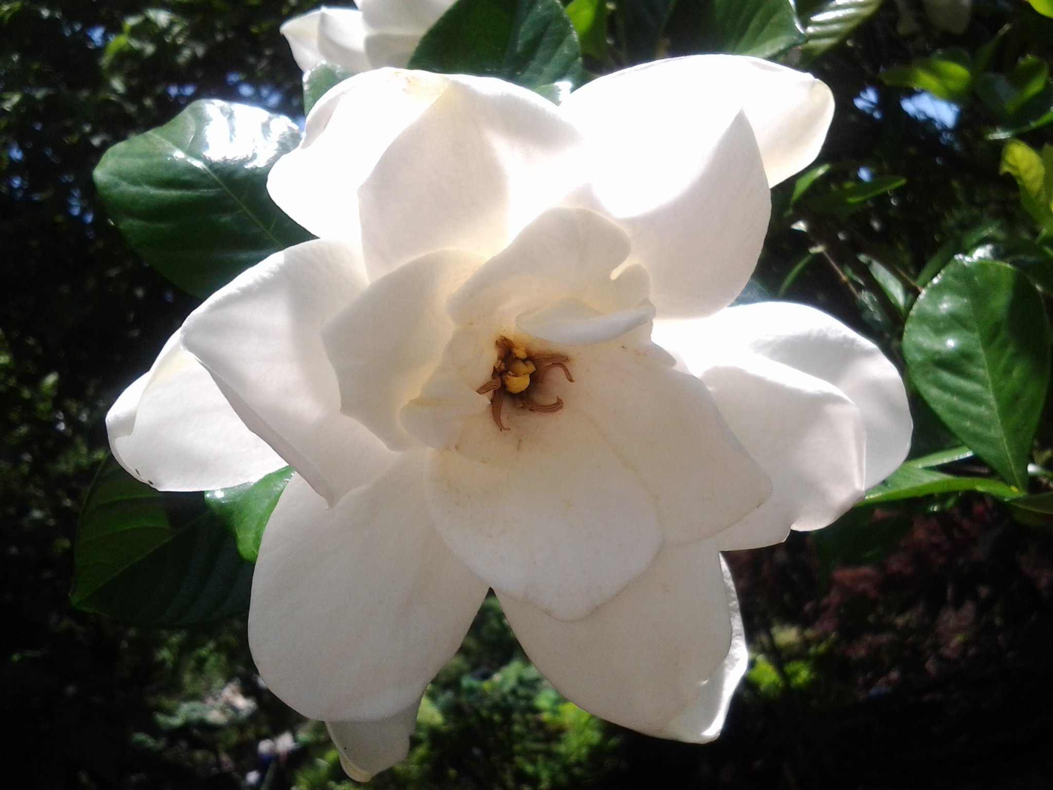 萬衛門 クチナシ これは八重咲きで実のならないタイプ 2ｍぐらい離れていても甘い芳香がする 渡哲也のくちなしの花はたぶん小さな平咲きタイプだろう 死んだ人に捧げる花なのかも知れない 死人にクチナシ というマキシムがあるから T