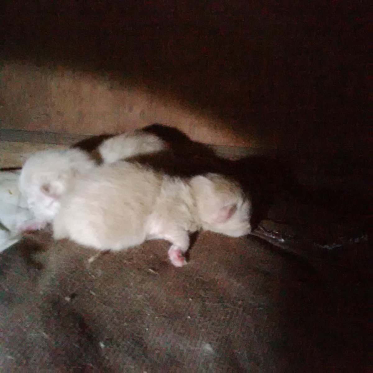 Chocho melahirkan anak 2,, lallaalallaaaaa