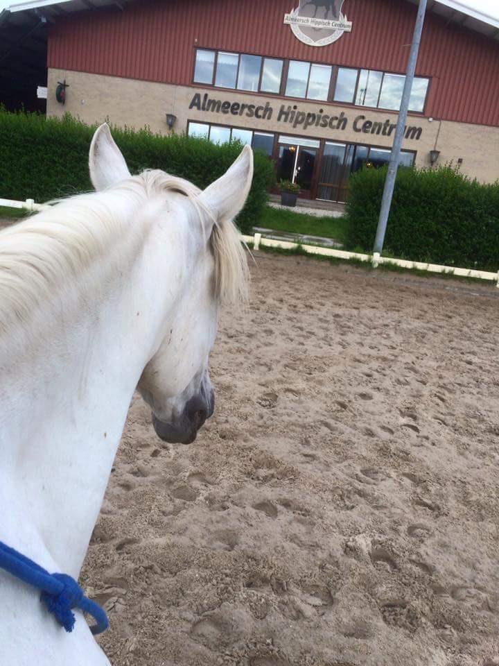 AHCmanege's tweet photo. Vandaag de eerste bitloze wedstrijd in Nederland!! Bij #AHC Mogelijk gemaakt door M&amp;RB &amp; F.R.A.riding https://t.co/ZwWwX3kqJY
