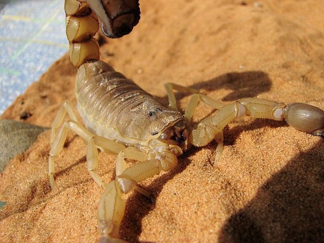 サソリ図鑑 Androctonus Australis イエローファットテールスコーピオン キイロオブトサソリ Buthidae キョクトウサソリ科 アフリカ北部 ソマリア 中東 パキスタン インド 100mm