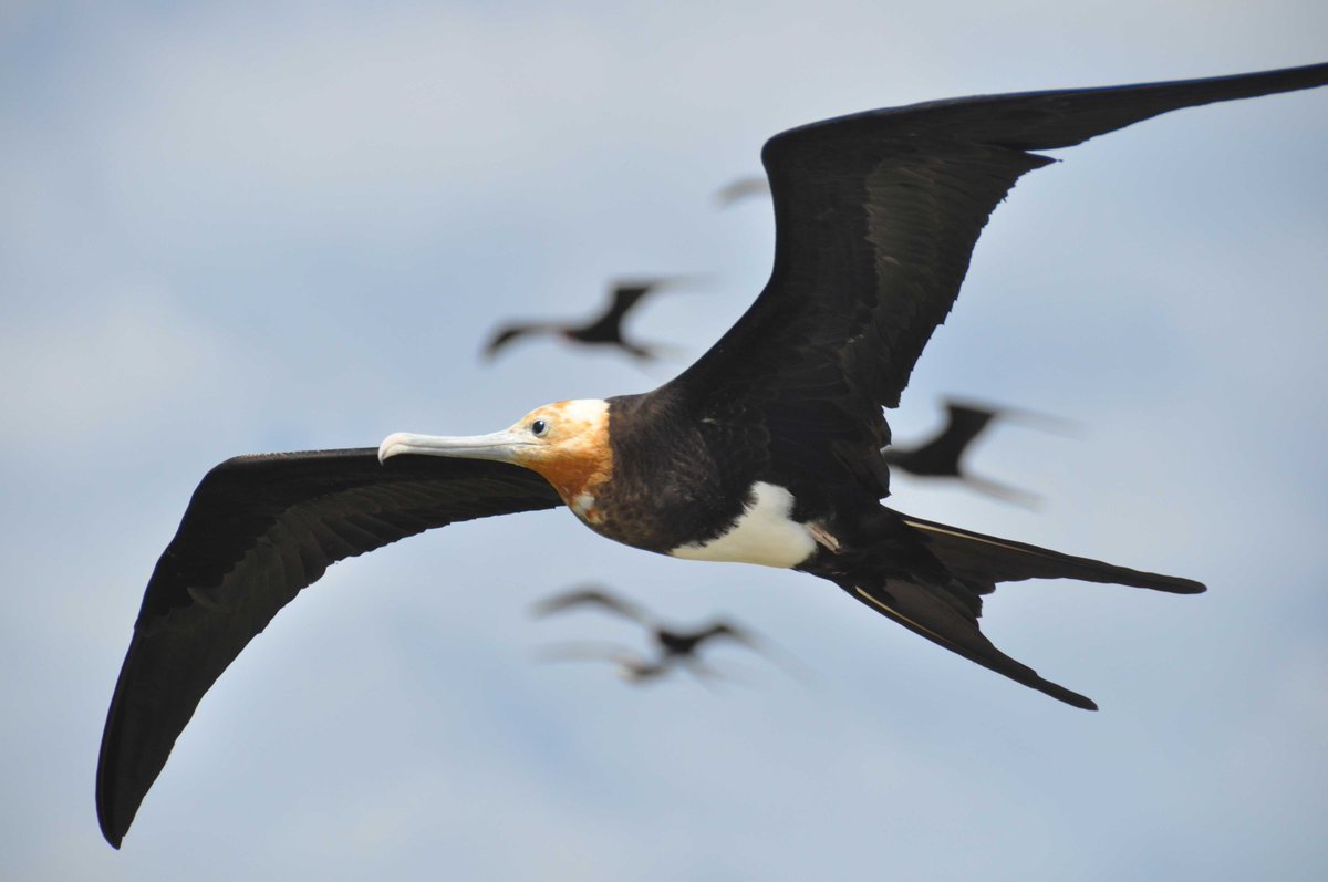 newscientist's tweet photo. The great frigatebird’s ability to fly for weeks without a break has mystified scientists https://t.co/nBGMvWAmLZ https://t.co/32n67gxrfZ