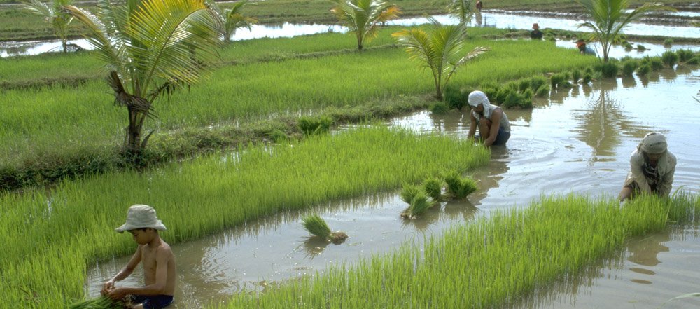Global rice consumption is projected to increase to about 490 million tons in 2020: bit.ly/296pnuR