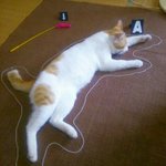事件です。ニャンコがじゃらしによる凶器でｐｋ状態!.