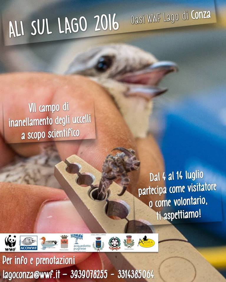 ardeaonlus's tweet photo. #AliSulLago: dal 4 luglio partecipa la campo di inanellamento all'Oasi #WWF Lago di #Conza! #Avellino #Natura #Birds https://t.co/XrT4eph7PW