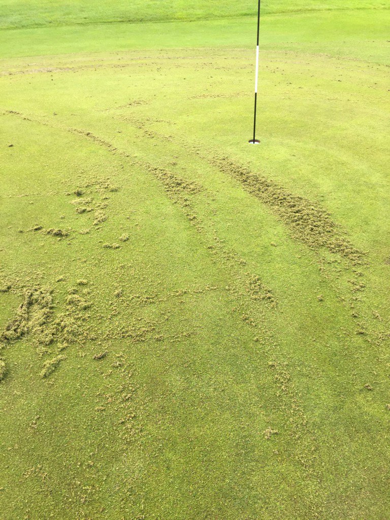 walmersleygc's tweet photo. Looks bad at the mo, but you don't just drop the height of cut like most golfers think. #properpreperation https://t.co/Hku5xG9ct2