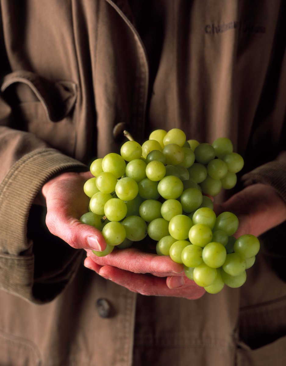 Grapes from California tweet media