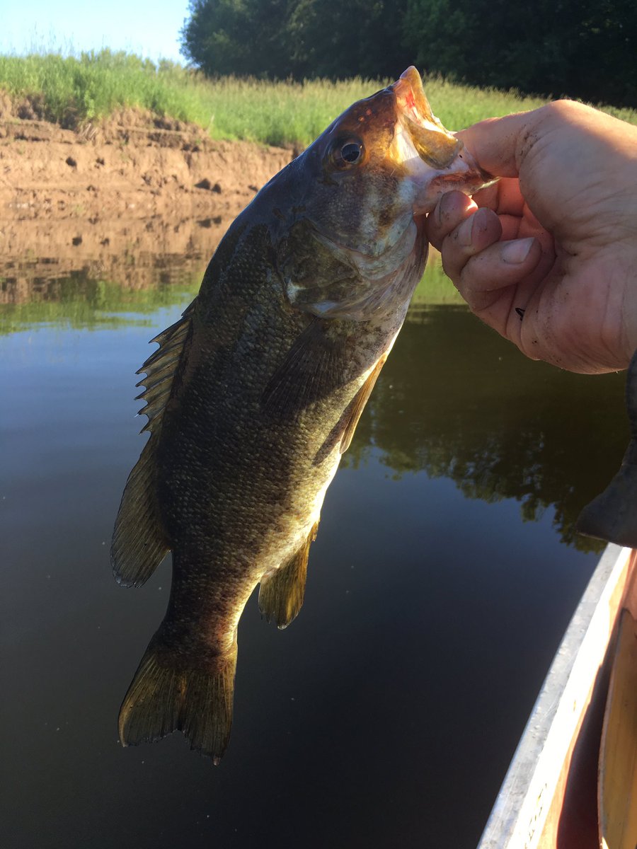 YummyCuisine's tweet photo. 1st day bass #fishing in #nb tidal waters. 1e jour pour l' #achigan ds les eaux de marée. #ExploreNB #peche https://t.co/3ppzcf8Ww8