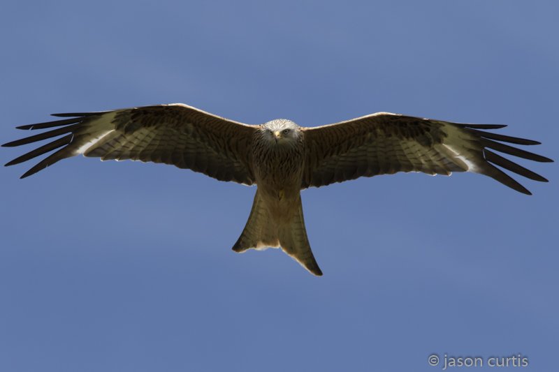 Here are two of my recent attempts at photographing Redkites at #Gigrinfarm I defo need more practice