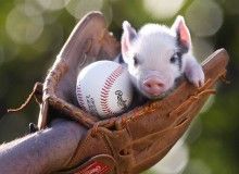 FeRROUS_26's tweet photo. Its baseball time pigs! Wake up!!! Less than 12 hours till game time. #BaconUSA https://t.co/b6LgHKJJTe