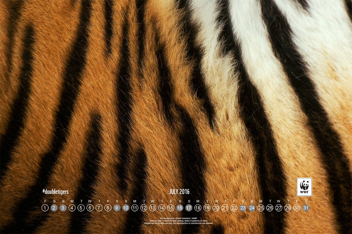 Whoop! Its a new month. Download our July calendar from images.panda.org #HappyNewMonth Friends!#DoubleTigers