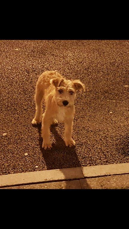 Pup was found at Tallaght G/S y/day with no collar. He can be collected at Ashtown Dog Pound, Castleknock,01-8383236