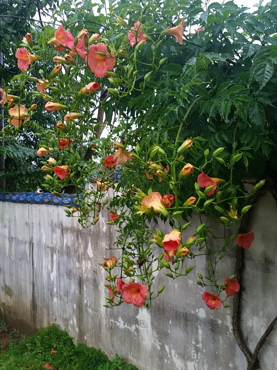 consolejs's tweet image. 능수화 !!