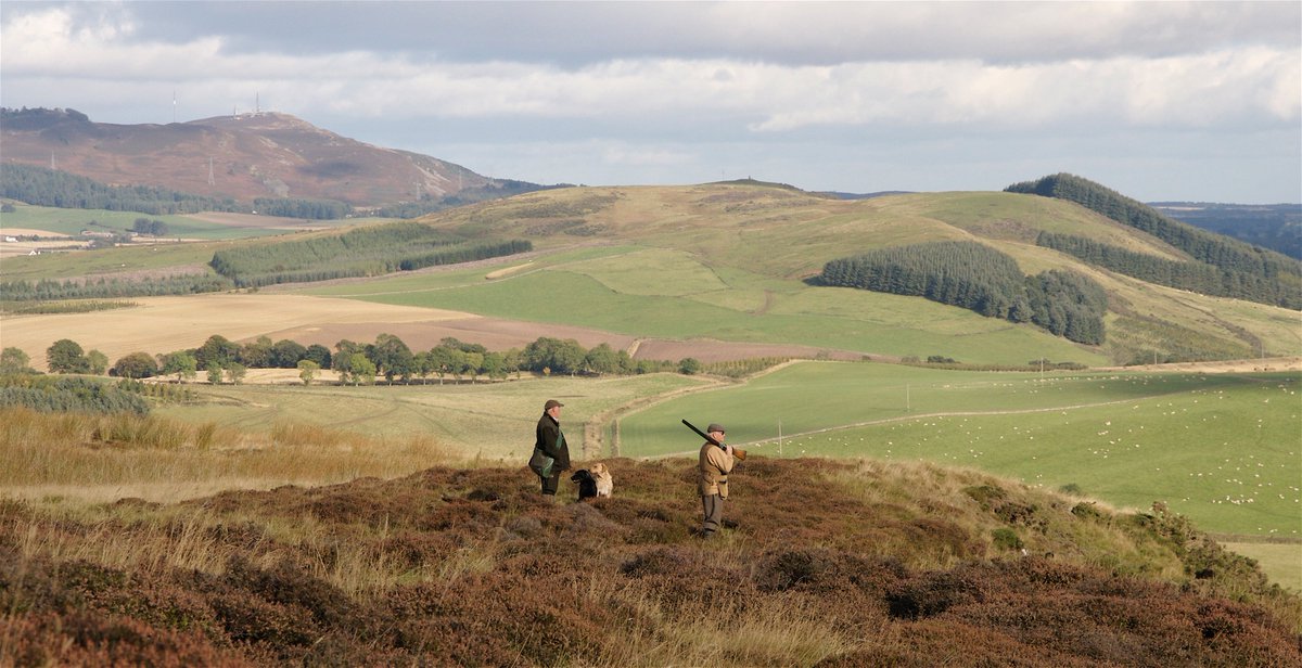 What an amazing #photo from Melissa Volpi, who traveled #northward to #Kinpurnie #Estate to find #partridge