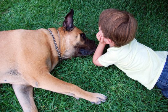 agencia_sinc's tweet photo. #LoMásLeído ¿Incluirías a tu perro en un ensayo clínico? https://t.co/veaelrtS0q https://t.co/bAfglgdQdh