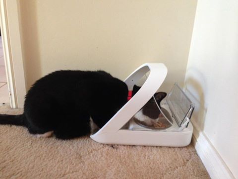 surepet feeder