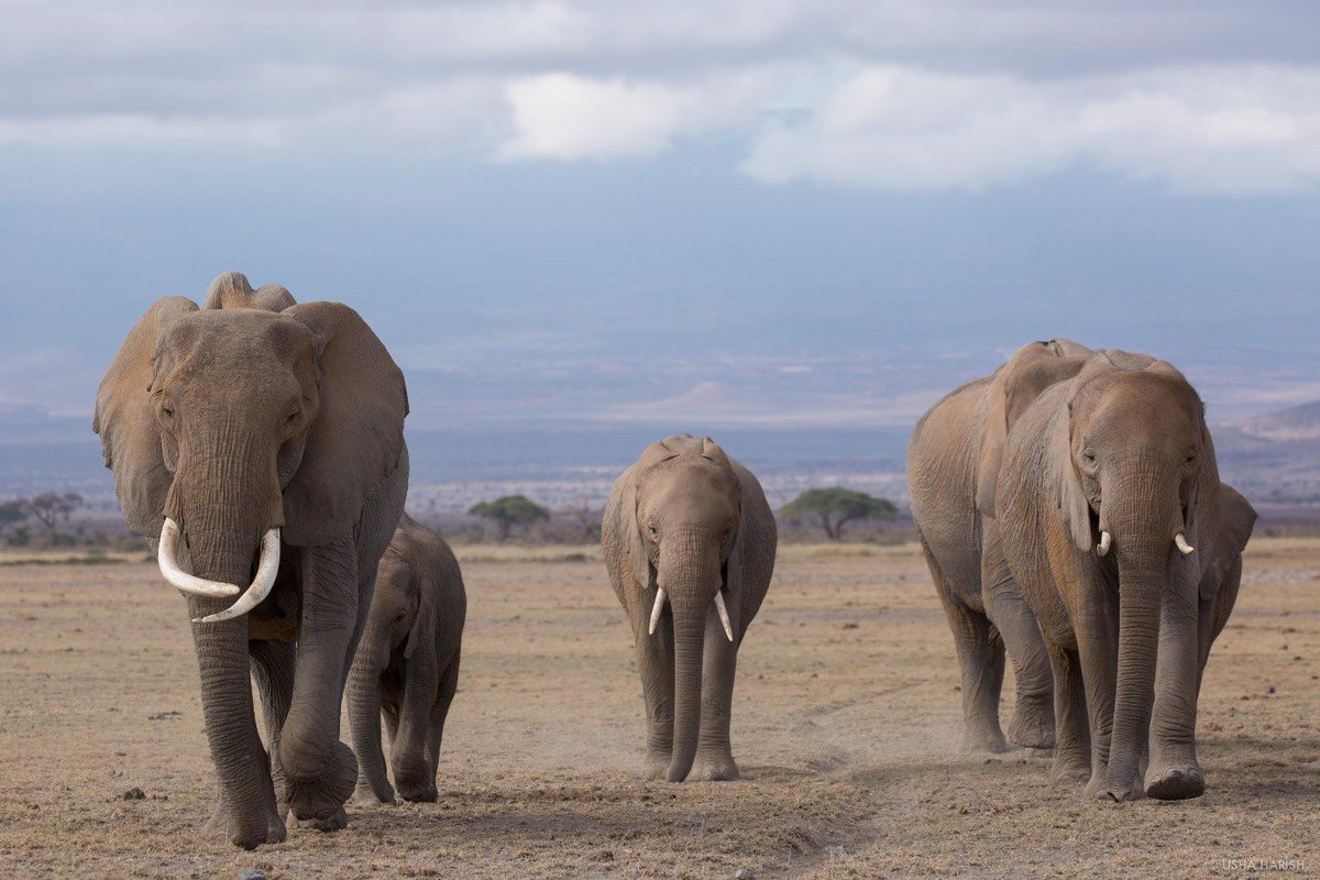 wildlifedirect tweet picture