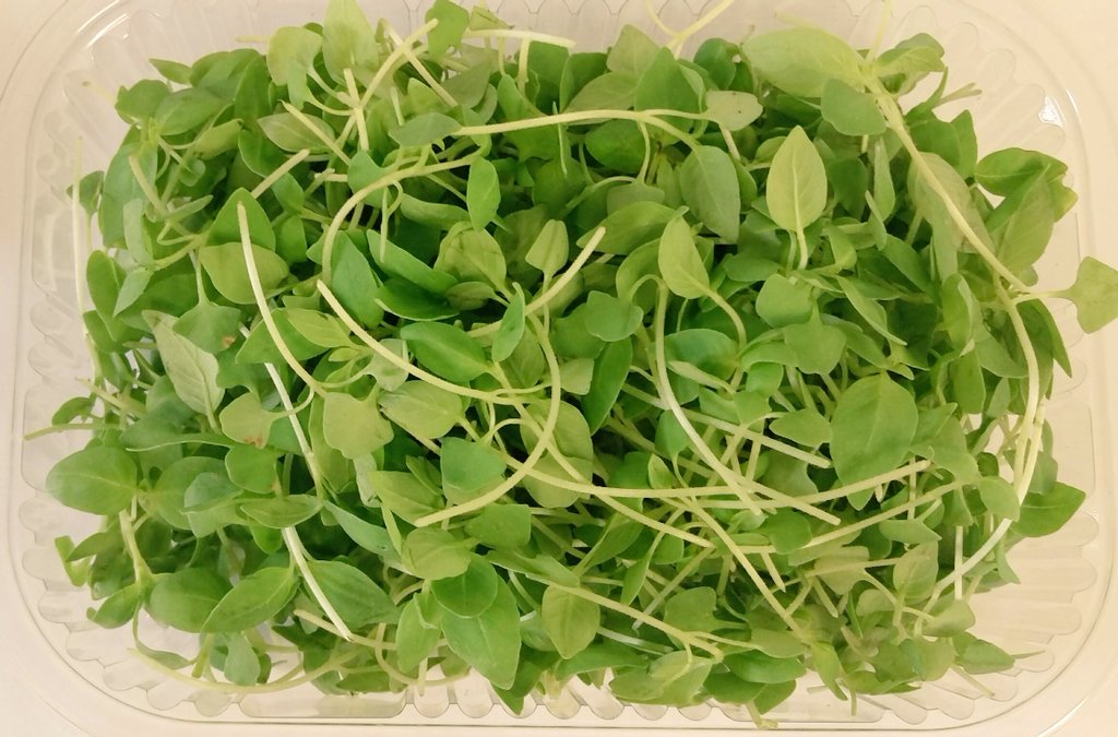 NurturedInNflk's tweet photo. Our zesty Lemon Basil is packed full of citrus flavours combined with herbaceous tones of basil. It's NEW and ready! https://t.co/djzHVD25kL
