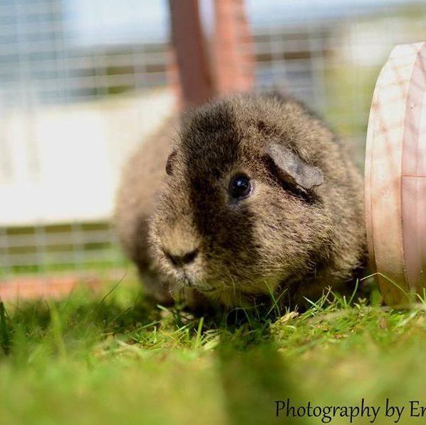 HomeyPet's tweet photo. Please help us find Roly the Guinea Pig a new home! @Zoella He's in #Yorkshire! https://t.co/X2uOF5haMf https://t.co/v1OyK2sbb6