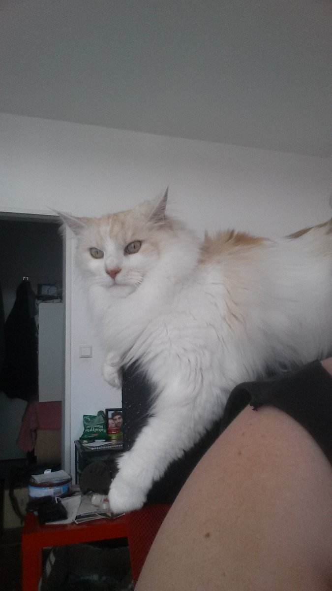 catsnboxes's tweet photo. Who #rules #TheWorld ? Cez does.#CatsOfTwitter #cats #cute #funny https://t.co/XOJQzYQgSm