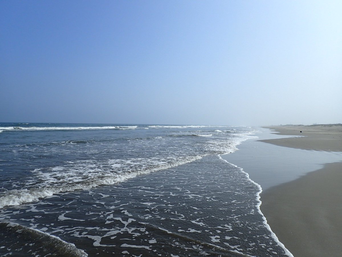 ハマトビムシは人を咬む