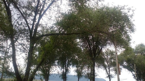 @Samaragorsvet Южный поселок 36, напротив санатория "Красная глинка" - ветки на проводах. опелите пожалуйста