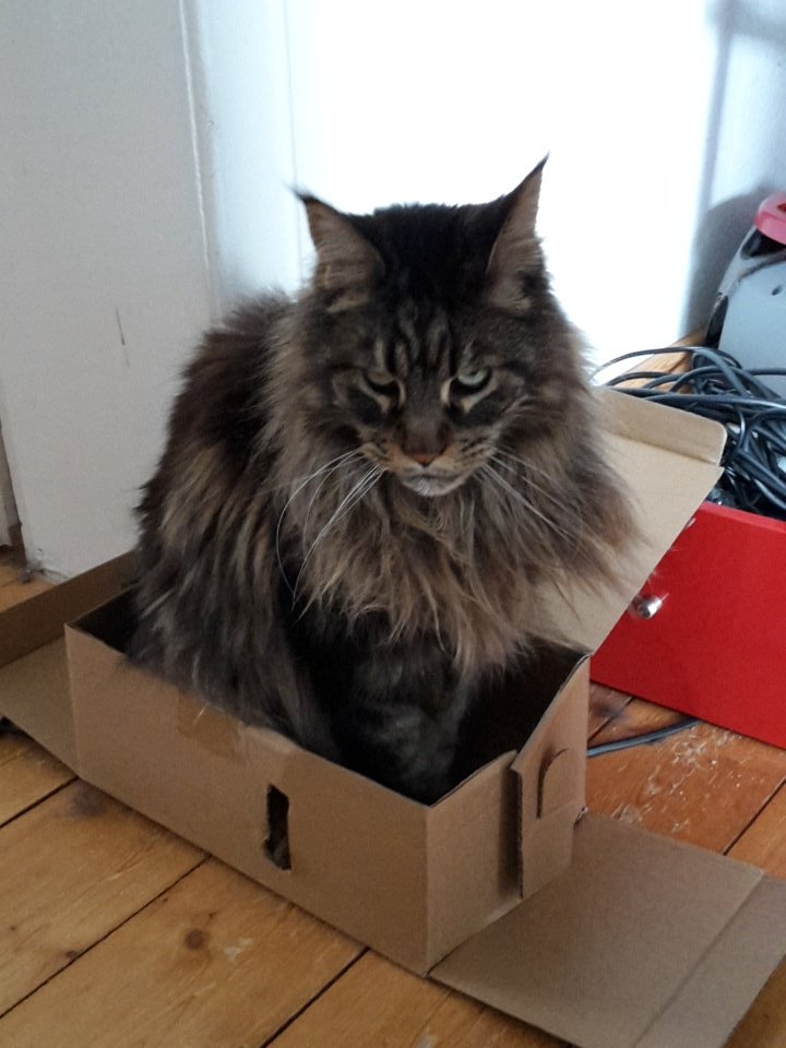 Quatschmanfa's tweet photo. #cattrap hat zugeschlagen https://t.co/JY3In8cwR6