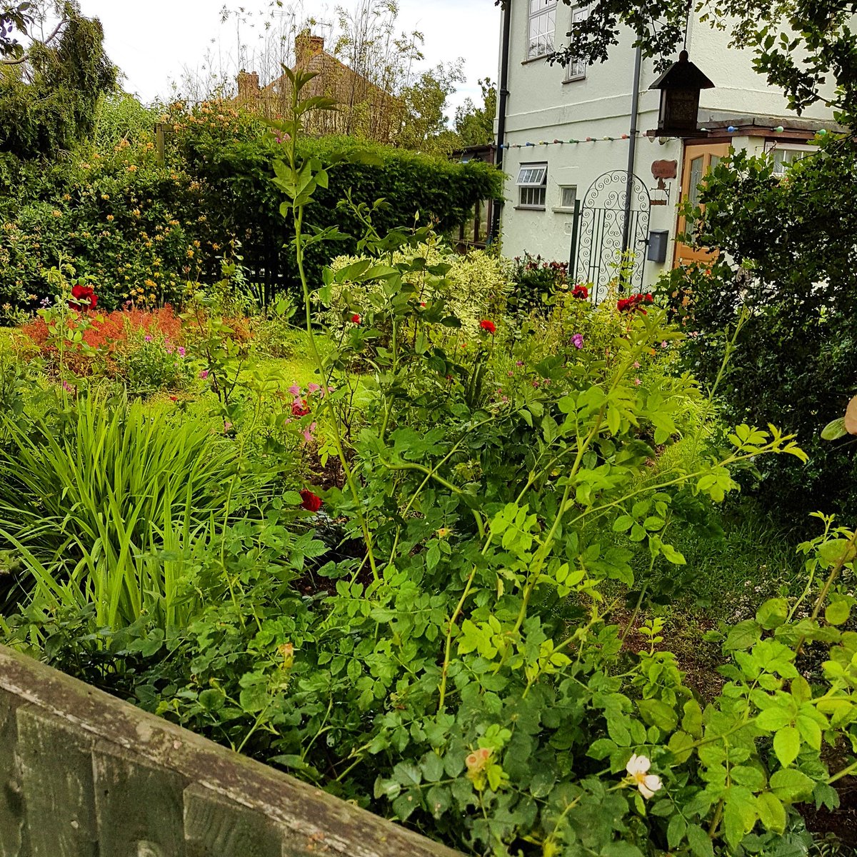 Bibilycious's tweet photo. The Grass is certainly Greener. #SomeOneElseGarden. 1st of June antics https://t.co/3wg7M5ZCxJ