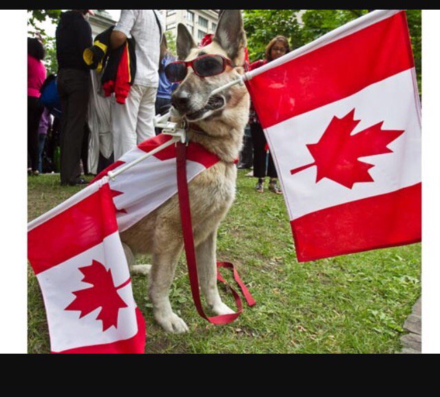 DaCodeABags1's tweet photo. Happy Canada Day#proudcanadian #proudgsd#dogsofinstagram#dogslife #dogsofsummer see u@BlueJays game!#CanadasTeam https://t.co/91eHITEg0Q