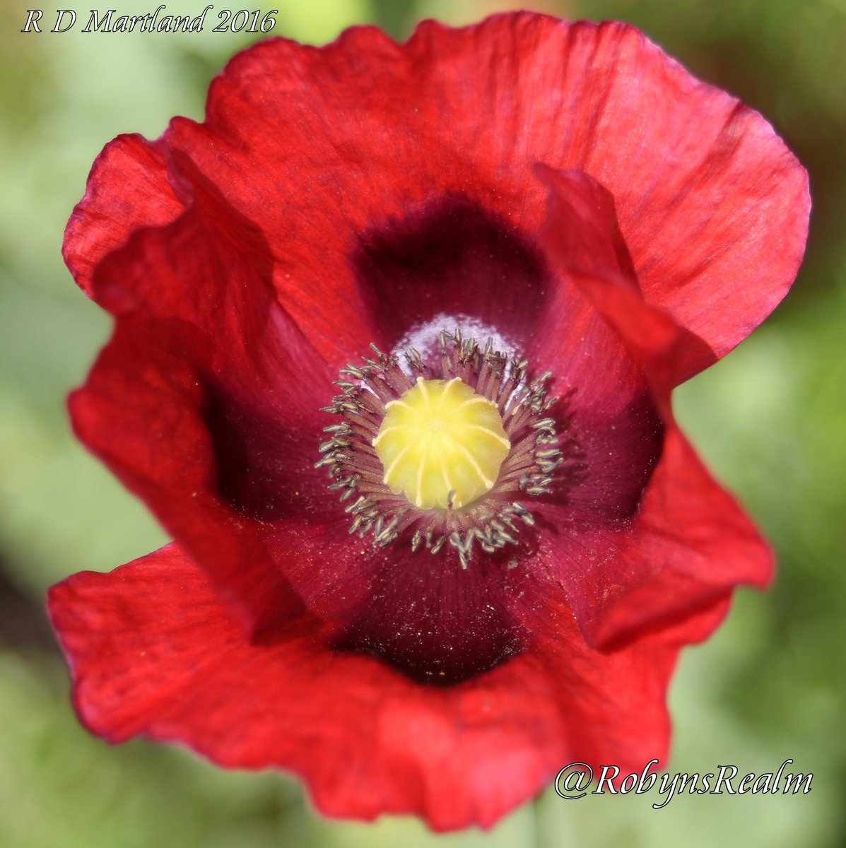 RobynsRealm's tweet photo. #Somme100 Rembering all those men, women & animals who fought bravely and lost their lives
Photo by #RobynsRealm https://t.co/Px1AbMo12p
