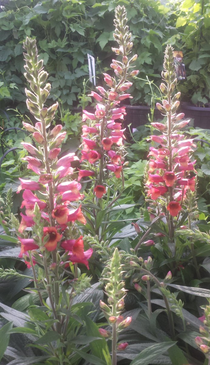 Check out our summer perennials, unique and nature friendly <a href="/HomeDepot/">The Home Depot</a>  <a href="/BillRodgers_12/">Bill Rodgers</a> <a href="/ChristineTHD/">Christine Sweeney</a> <a href="/Ronsims05/">ron sims</a>