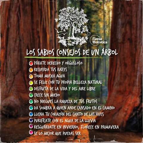 sernatural_org's tweet photo. Aprender a conectar con la tierra como un arbol... https://t.co/OClPRmzl6W