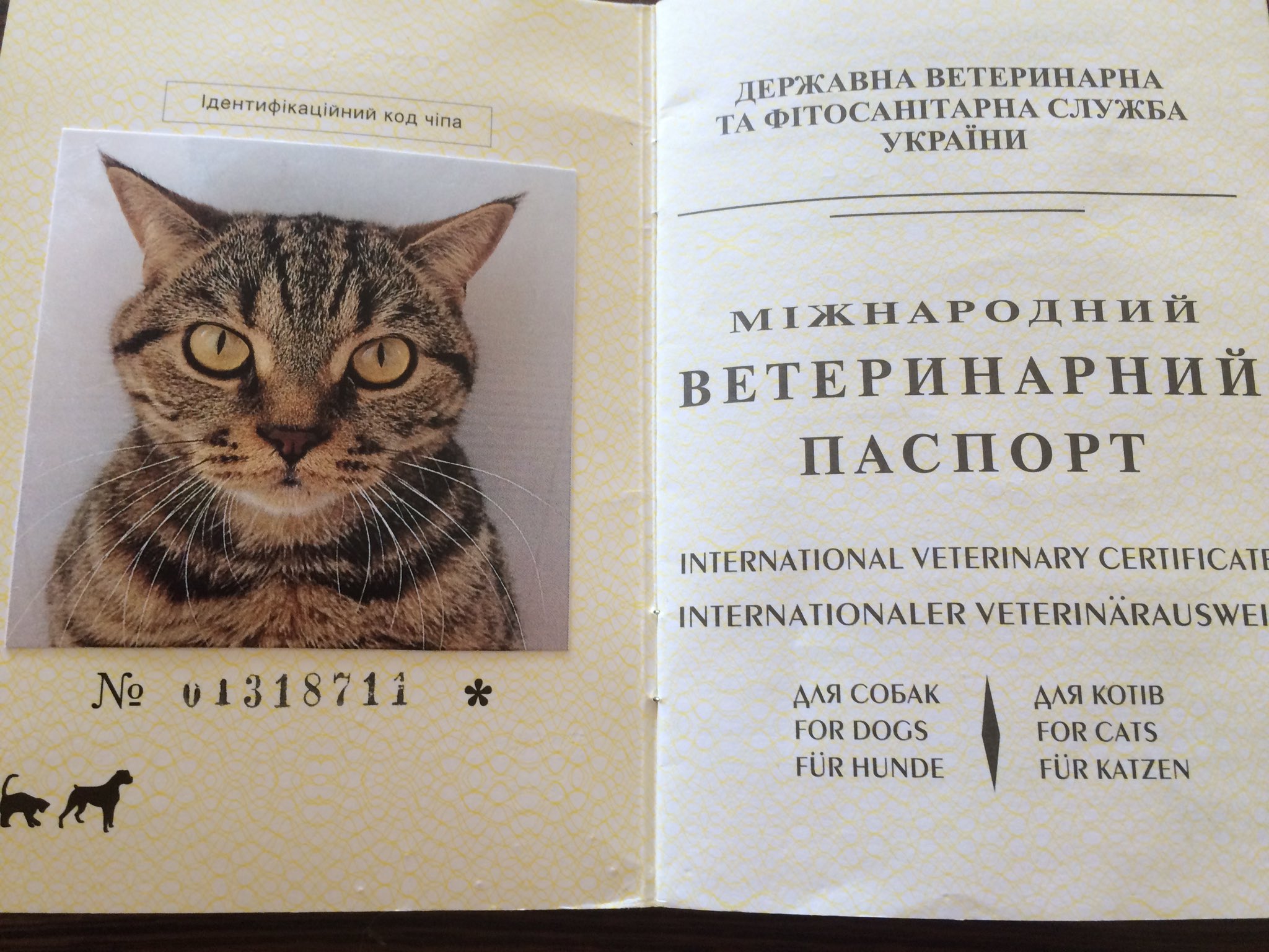 Паспорт для кошки