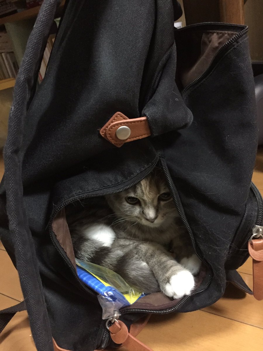 お客様 困ります ツイッターで見つけた猫が自由