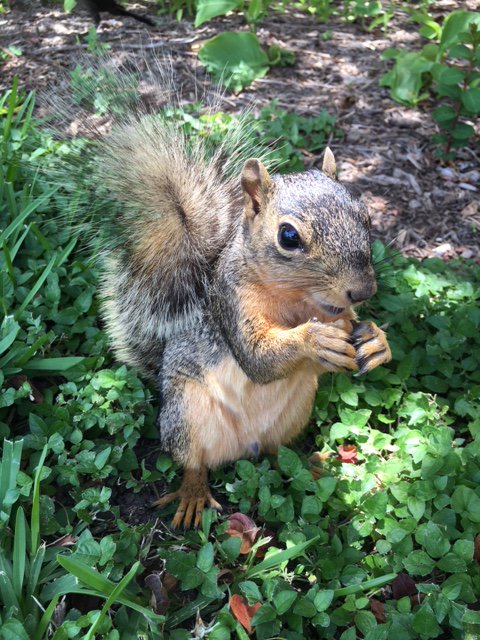 Nut’n better than a long weekend.
And #UHSquirrels.