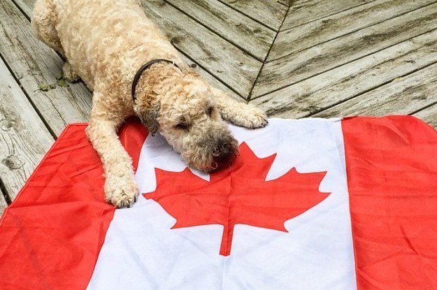 Brothers_Moving's tweet photo. Here's the 18 stages of how #CanadaDay goes as told by #Puppies! #WorkingLikeADog #Dogs https://t.co/ZuQQXbsjuh https://t.co/91bh2d1wVV